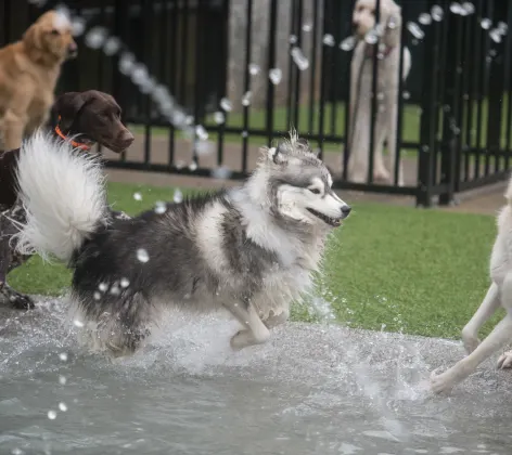 dogs playing